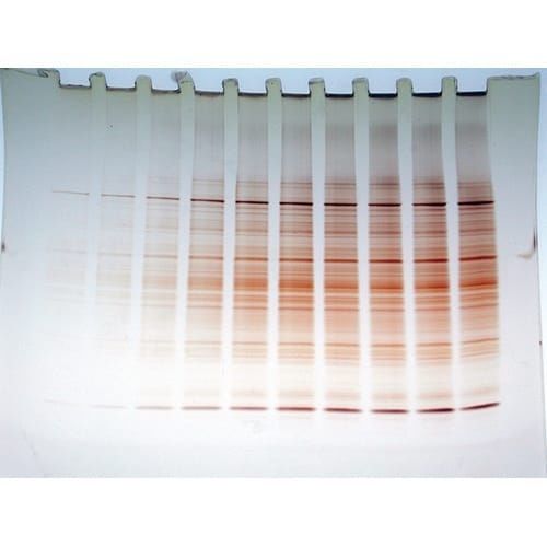染色液试剂套装 - FASTsilver™ - G-BIOSCIENCES - 用于科研 / 蛋白质 / 用于DNA