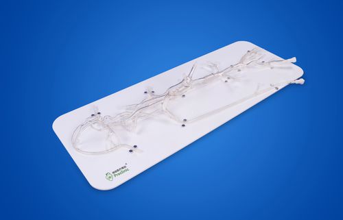 颅内血管模型 - PLXG1002 - Shanghai Preclinic Medtech - 大脑动脉 / 颈内动脉 / 后交感神经动脉