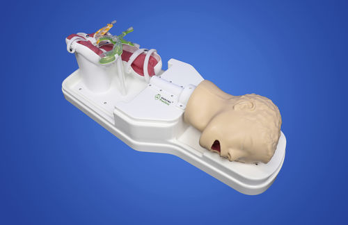 幽门解剖模型 - Shanghai Preclinic Medtech - 胆内 / 胰腺 / 食道