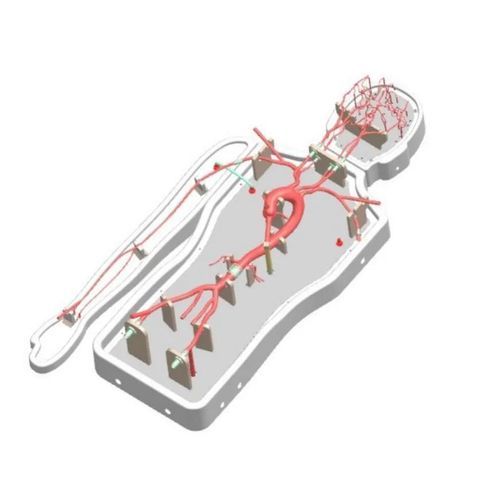 大脑血管模型 - PLSJXG001B - Shanghai Preclinic Medtech - 颅内 / 大脑动脉 / 威利斯多边形