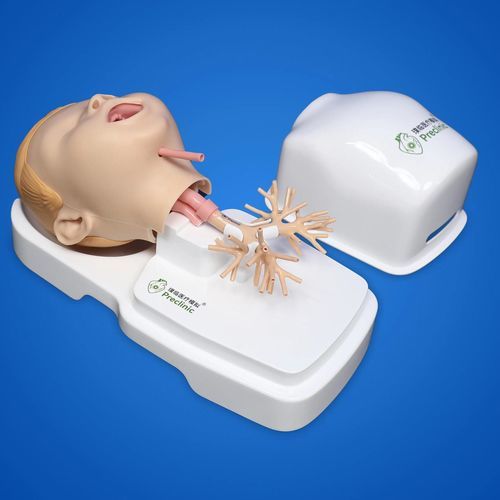 呼吸系统解剖模型 - PLHX1005-B - Shanghai Preclinic Medtech - 支气管 / 咽部 / 喉咙