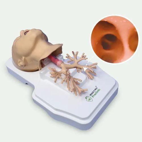 呼吸系统解剖模型 - PLHX1002 - Shanghai Preclinic Medtech - 肺部 / 支气管 / 支气管