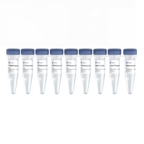 溶液试剂套装 - T7 - Nanjing Vazyme Medical Technology Co.,Ltd - 用于体外转录