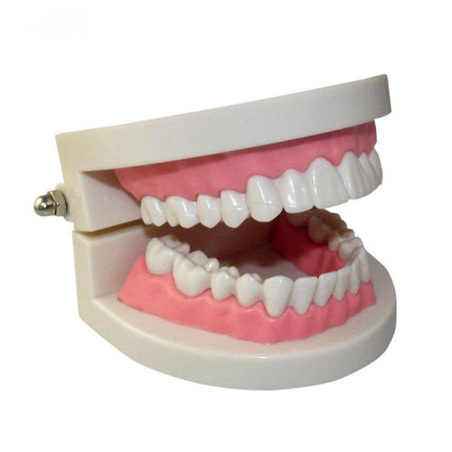 颌骨解剖模型 - UM-A3B 1/1 - Tangshan UMG Medical Instrument - 假牙 / 用于口腔卫生 / 教学