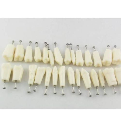 牙齿解剖模型 - UM-C4 - Tangshan UMG Medical Instrument - 教学