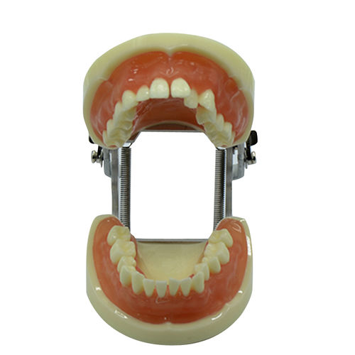 牙齿解剖模型 - UM-8016 - Tangshan UMG Medical Instrument - 假牙 / 口腔 / 培训