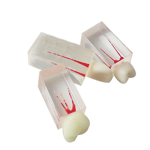 牙齿解剖模型 - UM-LS7 - Tangshan UMG Medical Instrument - 髓质 / 根管 / 树脂
