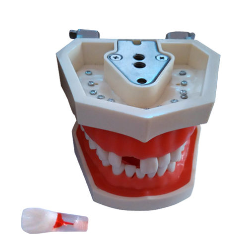 假牙解剖模型 - UM-L1 - Tangshan UMG Medical Instrument - 根管 / 培训 / 树脂