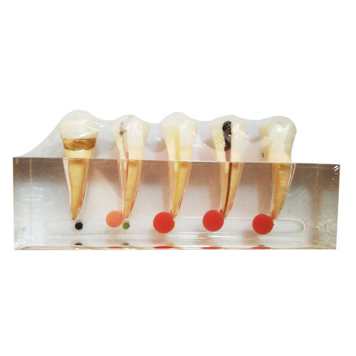 牙齿解剖模型 - UM-L3A - Tangshan UMG Medical Instrument - 根管 / 牙科 / 用于诊所