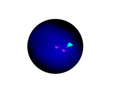 基因突变快速诊断套装 - CF1128 - Celnovte Biotechnology Co., Ltd. - 伤寒 / 用于研究 / 用于癌症