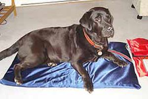 犬类磁疗机 - PEMF - FMBs - 床垫