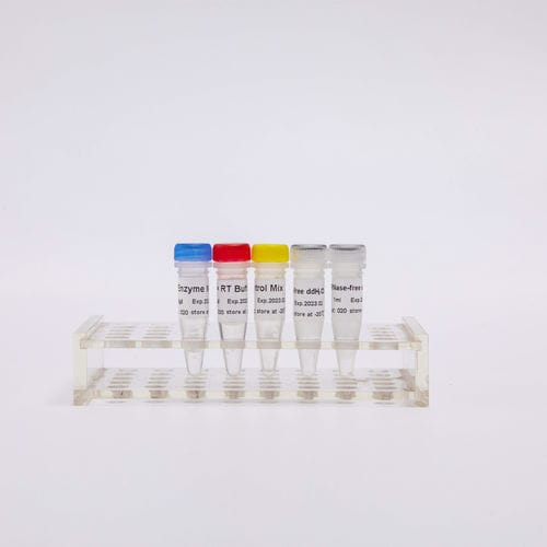 逆转录酶试剂套装 - R1031 - Guangzhou Dongsheng Biotech Co., Ltd. - 染色 / RT-PCR / qPCR