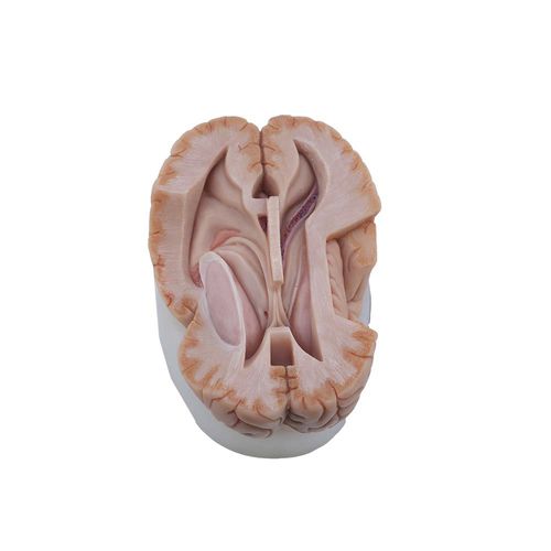 脑部解剖模型 - MeiWo Science - 教学 / 硅胶 / 粉色