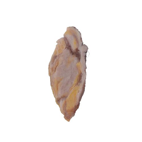 乳房解剖模型 - PS-001 - MeiWo Science - 教学 / 用于癌症
