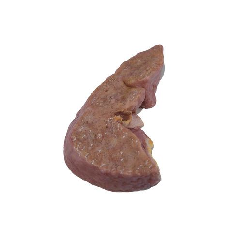 肝脏解剖模型 - PX-004 - MeiWo Science - 教学 / 用于癌症 / 硅胶