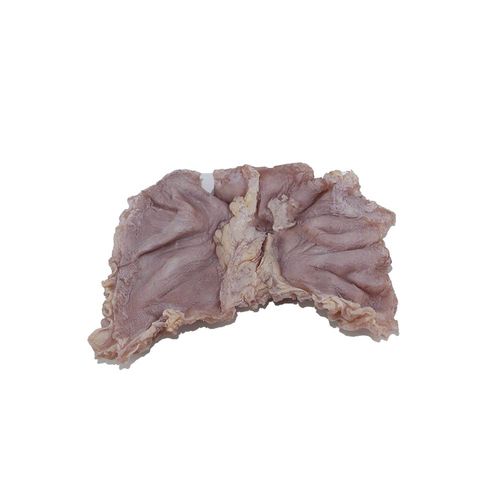 胃部解剖模型 - PX-009 - MeiWo Science - 健康教育 / 教学 / 用于癌症