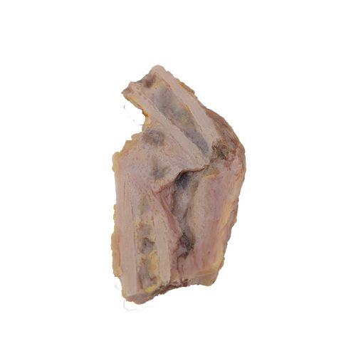 骨骼解剖模型 - PY-001 - MeiWo Science - 健康教育 / 教学 / 硅胶