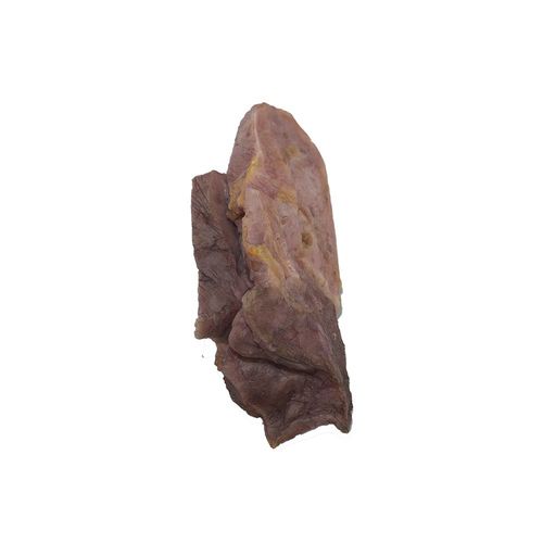 肺部解剖模型 - PH-002 - MeiWo Science - 健康教育 / 教学 / 硅胶