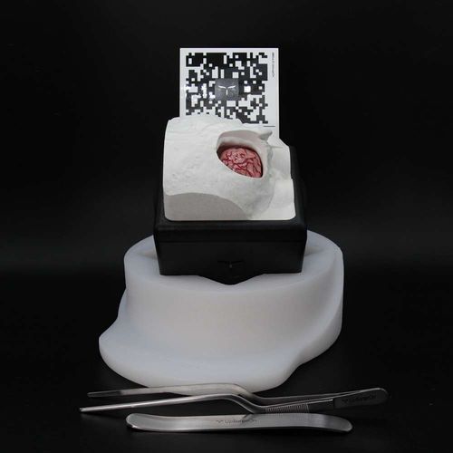 培训模拟器 - RetrosigmoidBox - UpSurgeOn - 手术 / 神经外科 / 解剖学