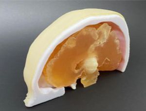 颅骨解剖模型 - AM30BM  - Samed - 脑部 / 神经外科 / 培训