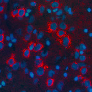 Β-促脂蛋白试剂 - RA21003 - Neuromics - IgG / 用于科研 / 用于免疫组织化学