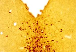 血清素试剂 - GT20079 - Neuromics - IgG / 蛋白质印迹 / 用于免疫组织化学