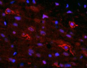 IgG试剂 - RA14133 - Neuromics - 用于科研 / 用于免疫组织化学 / 用于免疫荧光检验法