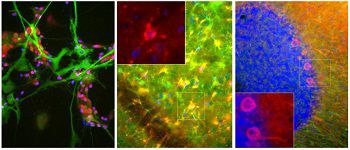IgG试剂 - MO22135 - Neuromics - 用于科研 / 蛋白质印迹 / 用于免疫荧光检验法