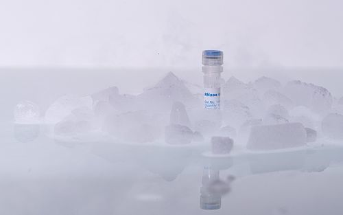 核糖核酸酶抑制剂试剂 - 105330 - BIORON GmbH - PCR / RNA提取 / RNA 提纯