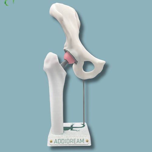 髋骨解剖模型 - 07-AA-01 - ADDIDREAM - 半骨盆 / 股骨 / 演示