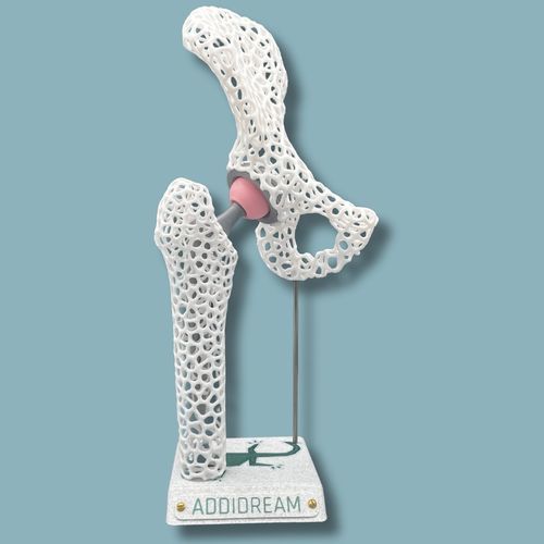 髋骨解剖模型 - 07-AD-01 - ADDIDREAM - 半骨盆 / 股骨 / 演示