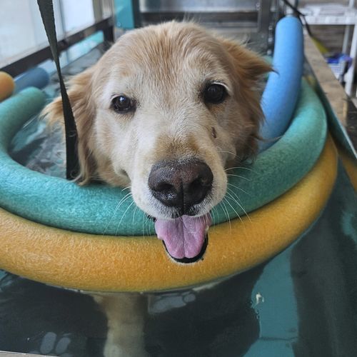 水下兽用跑步机 - AQUATIC  - Hidromaq Tecnologias Eireli - 犬用