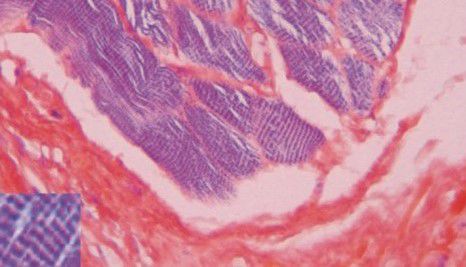 染色试剂套装 - BA4095 - Wuhan Jinhong Biotech Development Co., Ltd. - 用于组织学