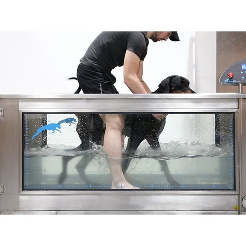 水下兽用跑步机 - Aqua Runner - DOG RUNNER - 水疗 / 犬用 / 具有防滑表面