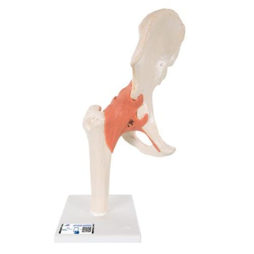 骨骼解剖模型 - A81/1 - 3B Scientific  /德国3B Scientific - 关节 / 髋骨 / 教学