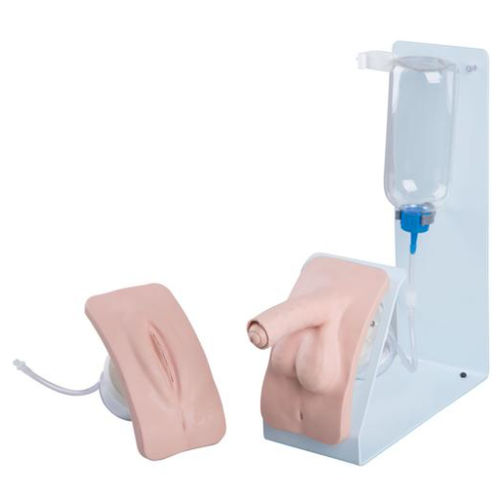 演示模拟器 - P93B-S - 3B Scientific  /德国3B Scientific - 尿道插管术 / 女性 / 男性