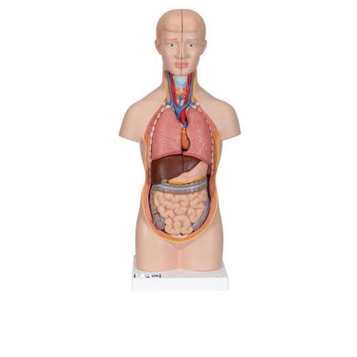 躯干解剖模型 - B22 - 3B Scientific  /德国3B Scientific - 教学 / 微型 / 脱臼