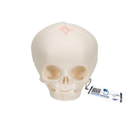 颅骨解剖模型 - A25 - 3B Scientific  /德国3B Scientific - 教学 / 胎儿 / 铰接式