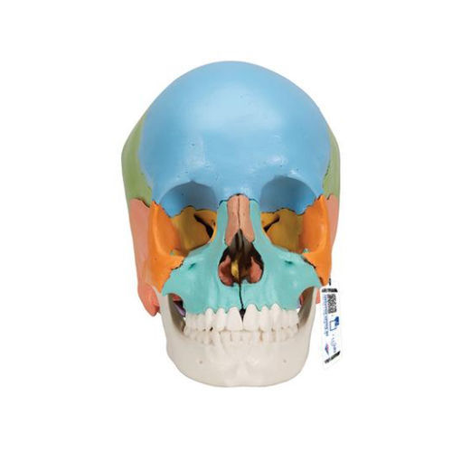 颅骨解剖模型- A291 - 3B Scientific /德国3B Scientific - 教学/ 塑料