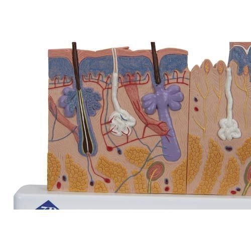 皮肤解剖模型 - J11  - 3B Scientific  /德国3B Scientific - 教学 / 带有神经