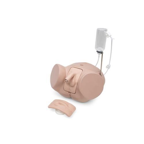 插管模拟器 - P93SPC-S - 3B Scientific  /德国3B Scientific - 女性 / 男性 / 套件