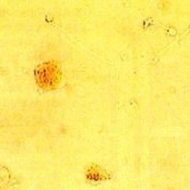 溶液试剂套装 - LeucoScreen™ - AB Analitica  - 生物化学 / 精子分析