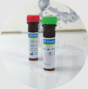 染色试剂 - ELiDNA™ - Elisabeth Pharmacon spol  - 核酸 / 甘油 / 用于DNA