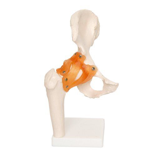 髋骨解剖模型 - EDC208 - EMS Physio - 塑料 / 可活动