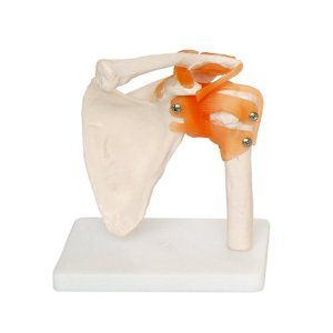 肩部解剖模型 - EDC207 - EMS Physio - 可活动