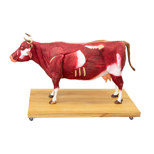 肌肉解剖模型 - VET3300 - Erler-Zimmer - 全身 / 兽医护理 / 带肌肉组织
