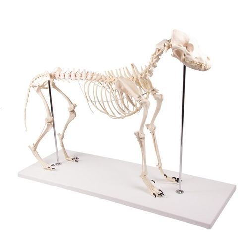 全身解剖模型 - VET1700 - Erler-Zimmer - 骨架 / 兽医护理 / 犬类