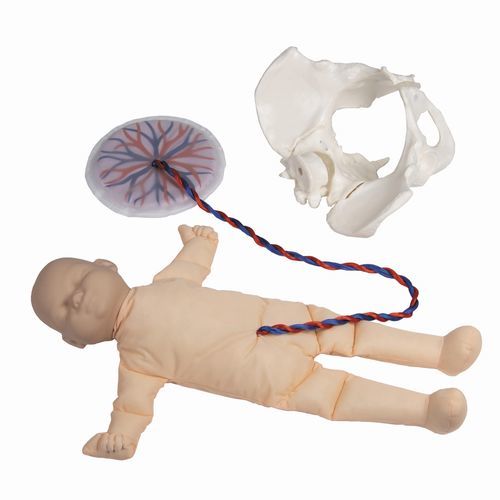分娩模拟器 - 4071 - Erler-Zimmer - 妇产科 / 女性 / 胎儿