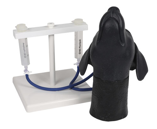 静脉穿刺模拟器 - VET4620 - Erler-Zimmer - 培训 / 兽用 / 犬类