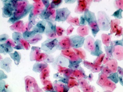 染色液试剂 - 01EA501000 - Histo-Line Laboratories - 染色 / 用于组织学 / 液体